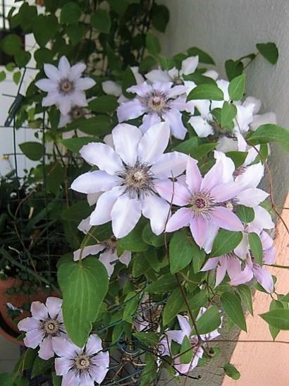 Name:  clematis----.jpg
Views: 892
Size:  46.9 KB