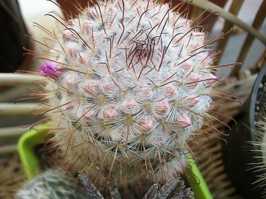 Name:  m. bombycina.jpg
Views: 858
Size:  48.4 KB