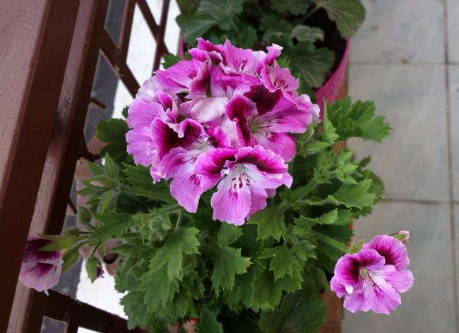 Name:  yeni sardunya.jpg
Views: 1012
Size:  46.3 KB