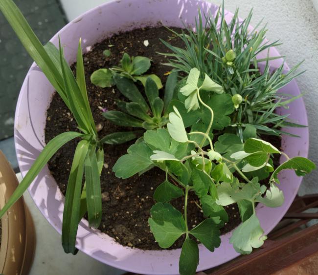 Name:  haseki karanfil arabis.jpg
Views: 1001
Size:  60.6 KB