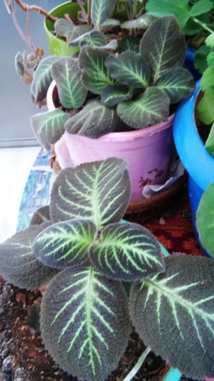 Name:  038.jpg
Views: 464
Size:  56.7 KB