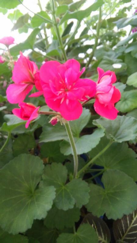 Name:  033.jpg
Views: 445
Size:  43.0 KB