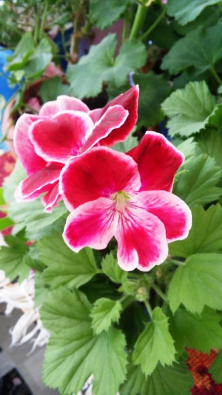Name:  032.jpg
Views: 443
Size:  50.1 KB