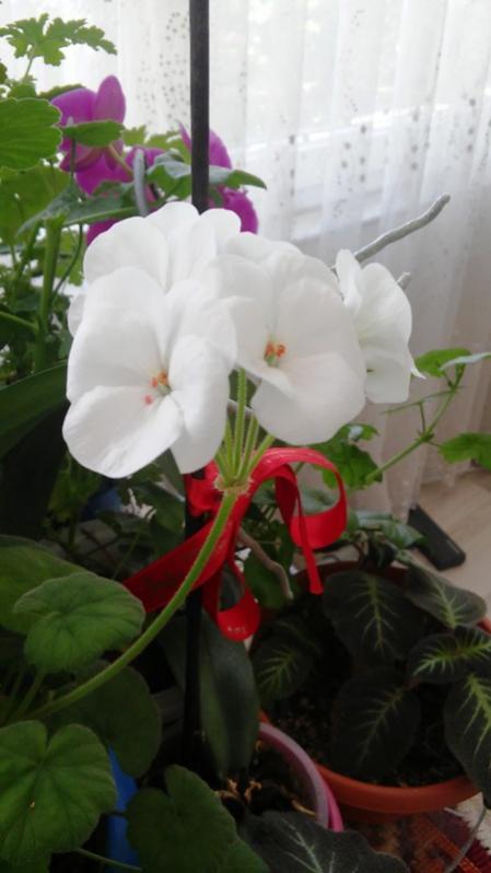 Name:  041.jpg
Views: 447
Size:  37.9 KB