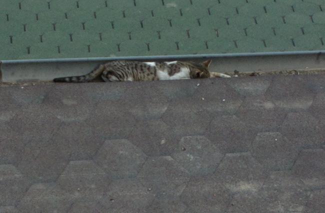 Name:  kedi.jpg
Views: 907
Size:  33.0 KB