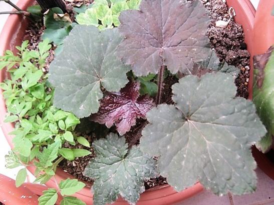 Name:  heuchera.jpg
Views: 773
Size:  50.5 KB