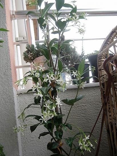Name:  pervane iekli y..jpg
Views: 738
Size:  53.7 KB