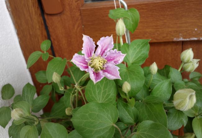 Name:  clematis.jpg
Views: 864
Size:  38.8 KB