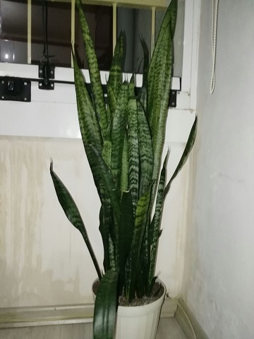 Name:  IMG-20180512-WA0011.jpg
Views: 675
Size:  49.3 KB