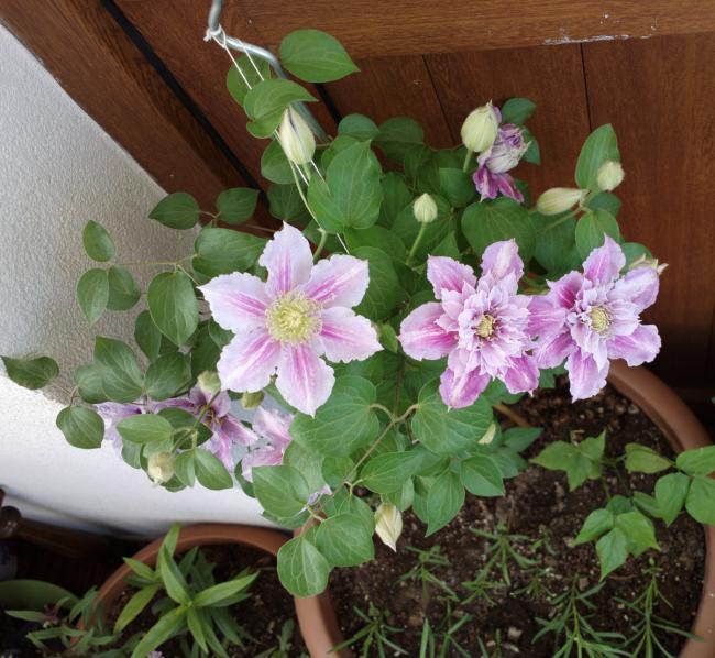 Name:  clemmatis.jpg
Views: 822
Size:  66.3 KB