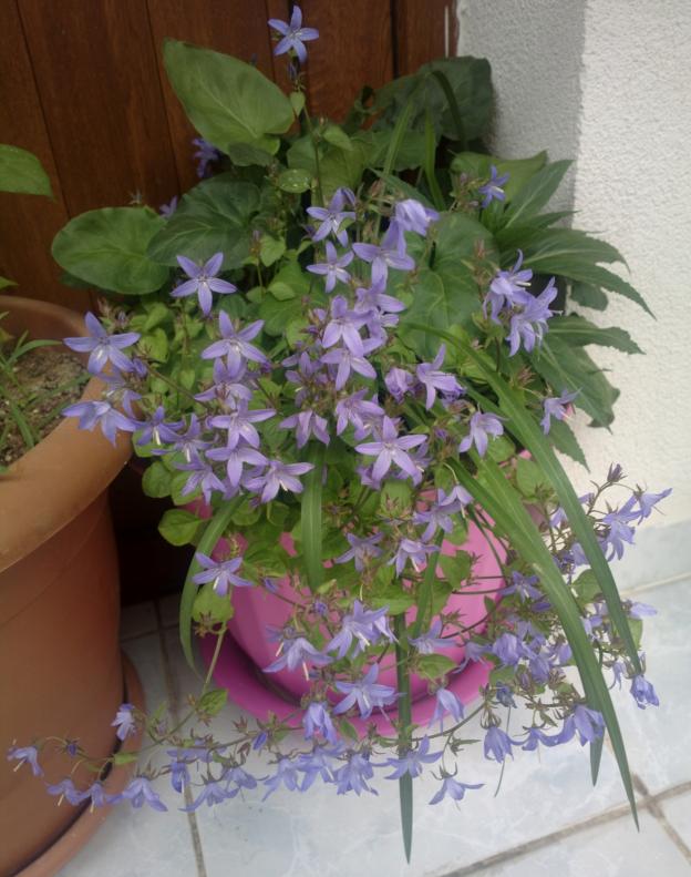 Name:  mavi.jpg
Views: 778
Size:  70.9 KB