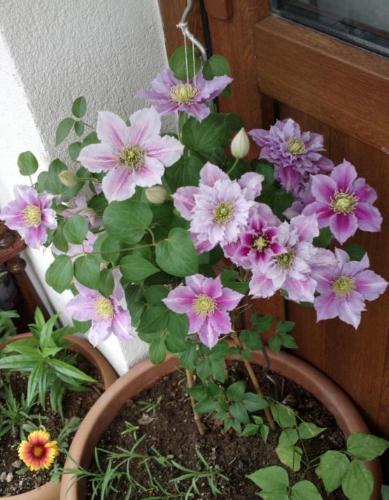Name:  clematis.jpg
Views: 752
Size:  74.2 KB