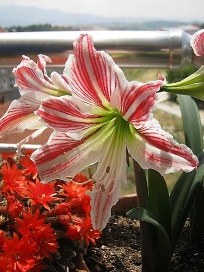 Name:  amaryllis.jpg
Views: 698
Size:  42.4 KB
