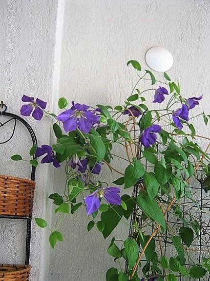 Name:  clematis j..jpg
Views: 760
Size:  55.5 KB