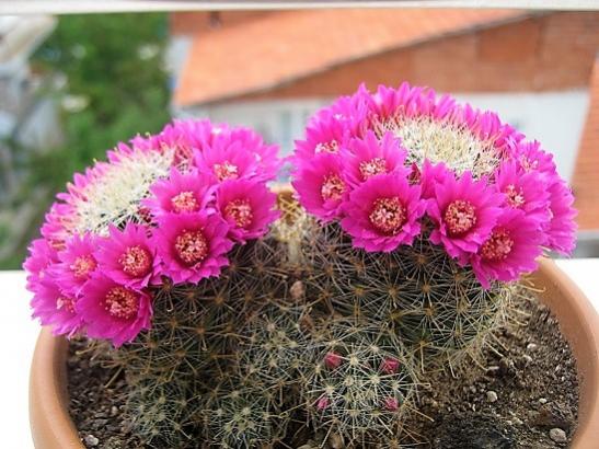 Name:  mammillaria.jpg
Views: 725
Size:  51.6 KB