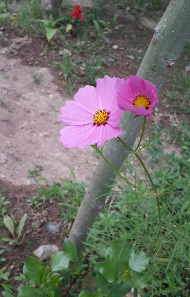 Name:  20180531_095144.jpg
Views: 716
Size:  72.6 KB