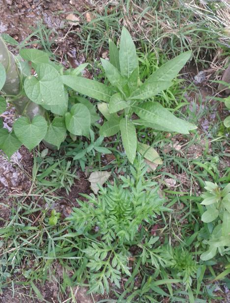 Name:  20180531_094654.jpg
Views: 706
Size:  78.7 KB