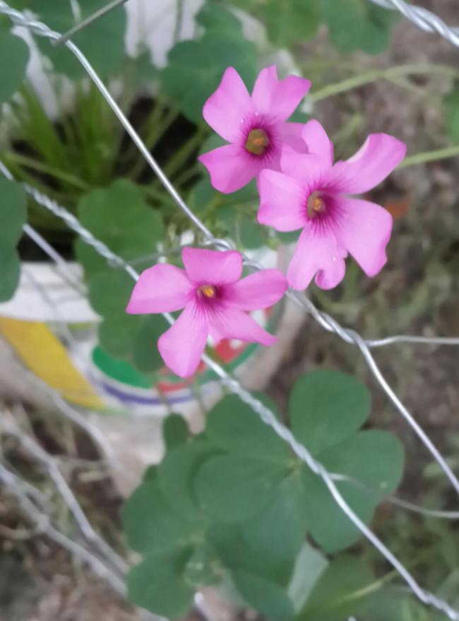 Name:  20180531_094505.jpg
Views: 731
Size:  49.4 KB