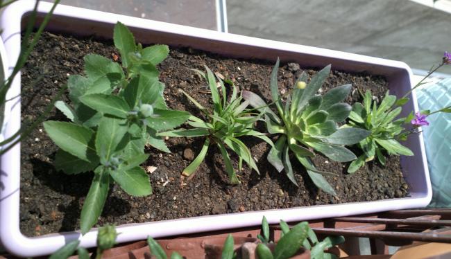 Name:  balon arabis armeria.jpg
Views: 711
Size:  52.8 KB