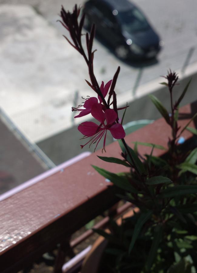 Name:  algl.jpg
Views: 730
Size:  44.8 KB