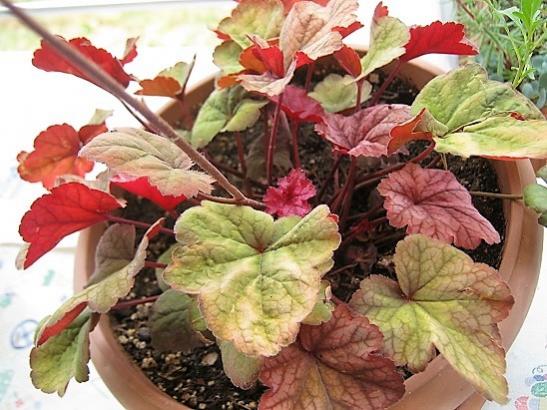 Name:  heuchera.jpg
Views: 639
Size:  49.8 KB