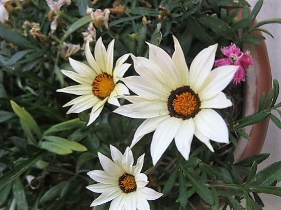 Name:  gazania.jpg
Views: 599
Size:  41.6 KB