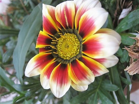 Name:  gazania1.jpg
Views: 599
Size:  37.7 KB
