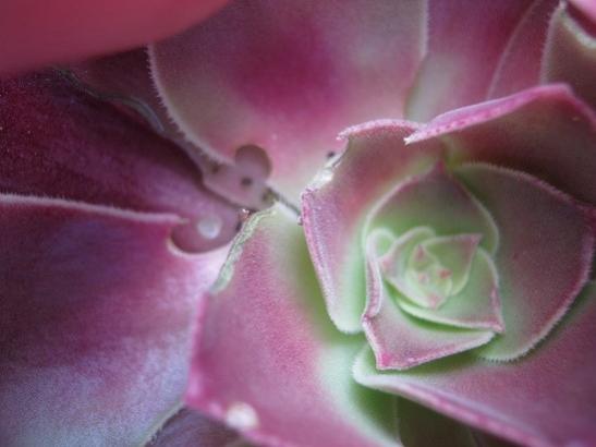 Name:  aeonium.jpg
Views: 584
Size:  23.5 KB