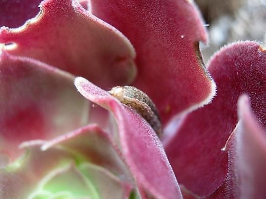 Name:  aeonium1.jpg
Views: 579
Size:  29.4 KB