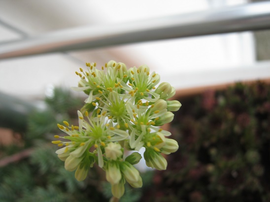 Name:  sedum.jpg
Views: 587
Size:  62.2 KB