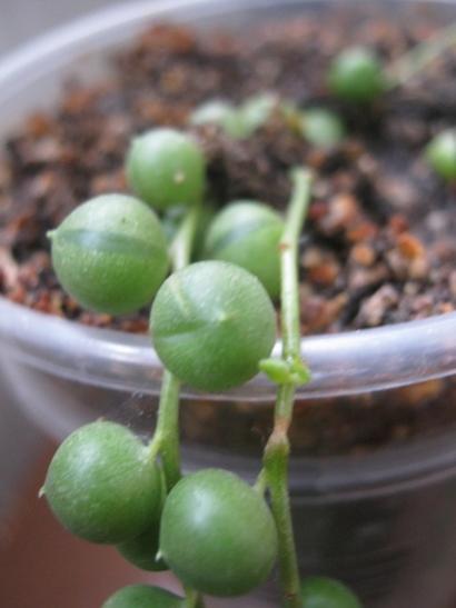 Name:  senecio r.jpg
Views: 566
Size:  22.9 KB