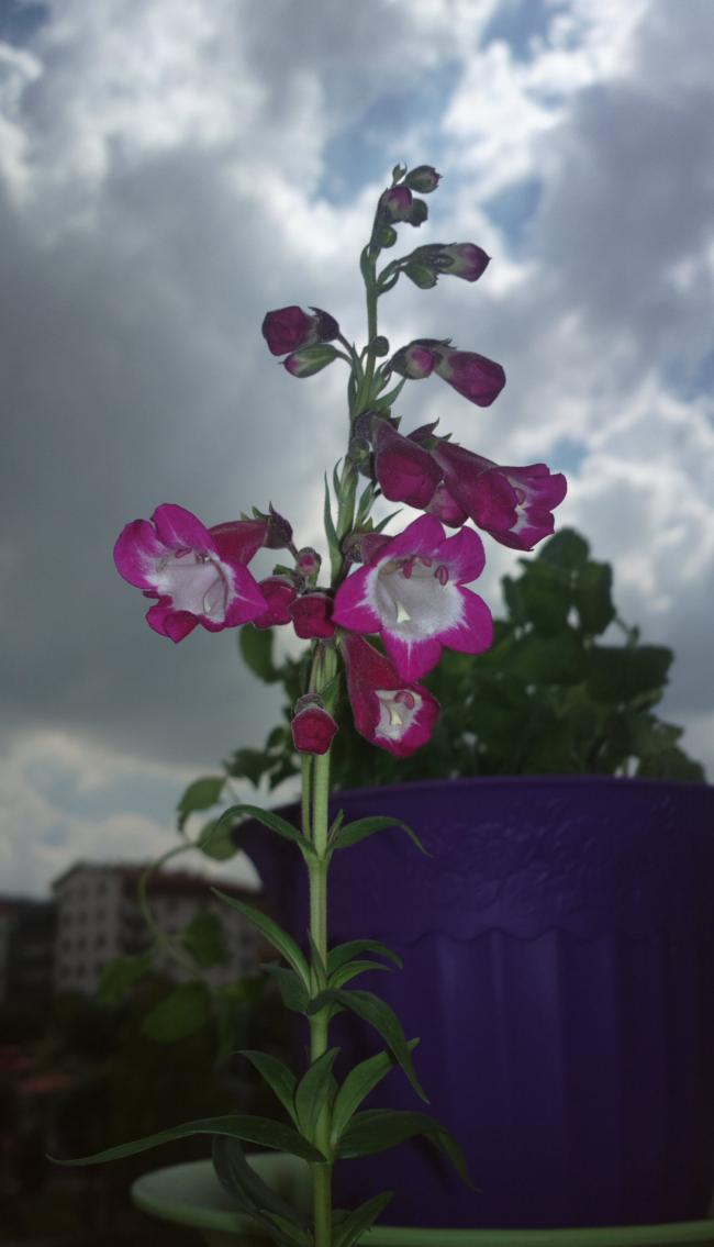 Name:  penstemon.jpg
Views: 433
Size:  50.4 KB