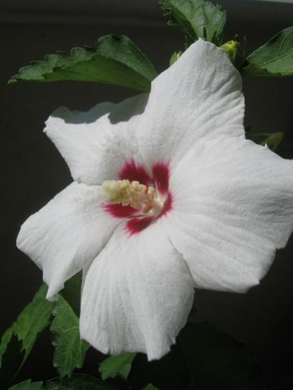 Name:  aa h..jpg
Views: 426
Size:  22.2 KB