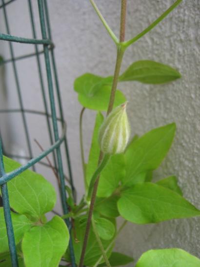 Name:  clematis t..jpg
Views: 427
Size:  25.1 KB