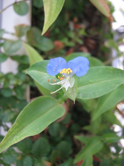 Name:  commelia.jpg
Views: 422
Size:  66.3 KB