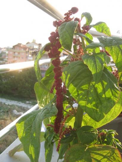 Name:  horoz i..jpg
Views: 434
Size:  37.5 KB