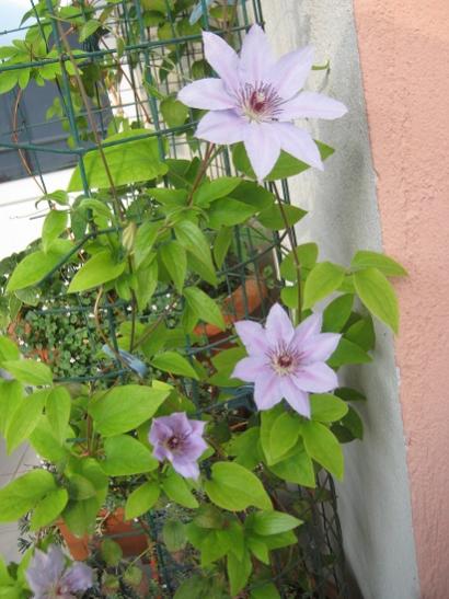 Name:  clematis----.jpg
Views: 406
Size:  42.2 KB