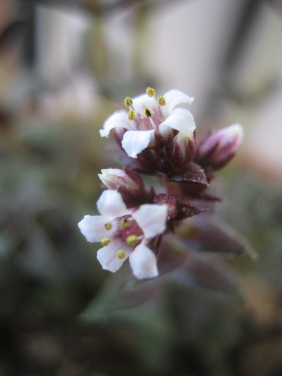 Name:  crassula.jpg
Views: 394
Size:  55.6 KB