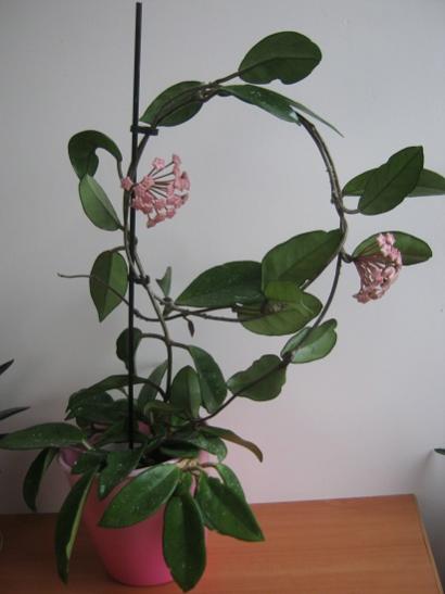 Name:  h. carnosa1.jpg
Views: 401
Size:  22.6 KB