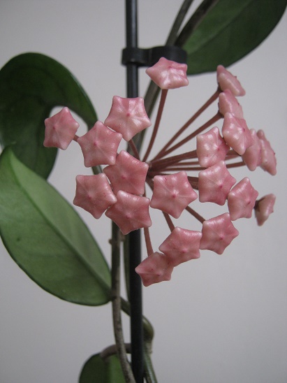 Name:  h. carnosa2.jpg
Views: 425
Size:  66.6 KB
