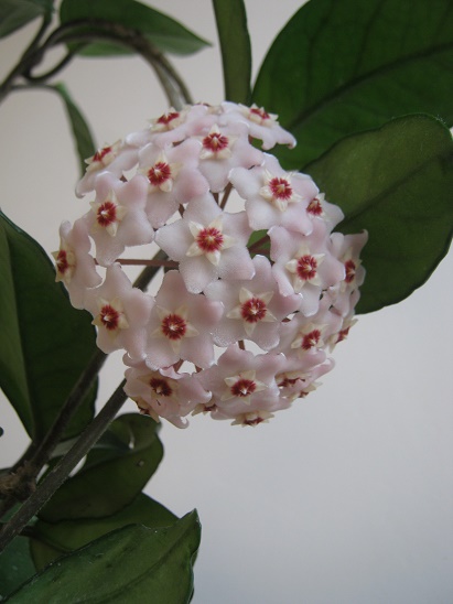 Name:  carnosa.jpg
Views: 1164
Size:  67.2 KB