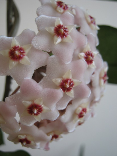 Name:  carnosa1.jpg
Views: 1188
Size:  64.1 KB