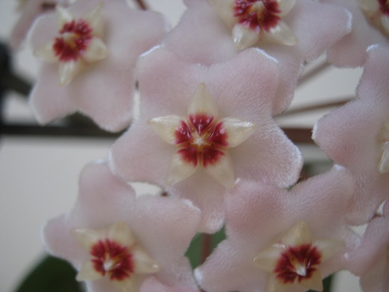 Name:  carnosa2.jpg
Views: 1170
Size:  58.3 KB