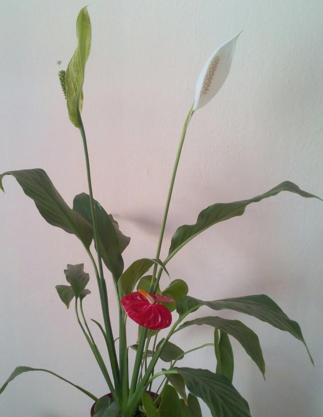 Name:  Emine-18.jpg
Views: 622
Size:  42.3 KB