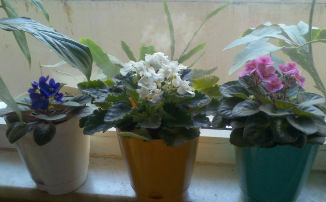 Name:  Meneke-11.jpg
Views: 493
Size:  34.4 KB