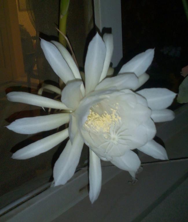Name:  Prenses-37.jpg
Views: 519
Size:  39.8 KB