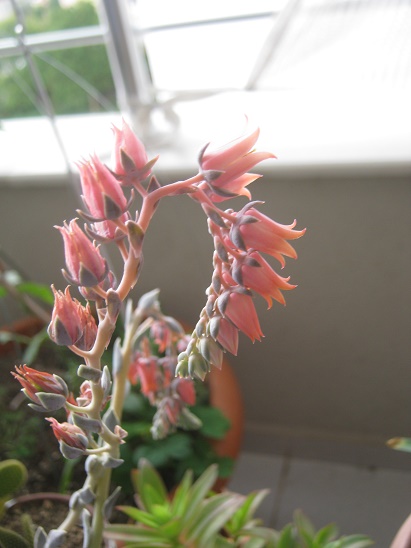 Name:  e. lilacina.jpg
Views: 1151
Size:  67.7 KB