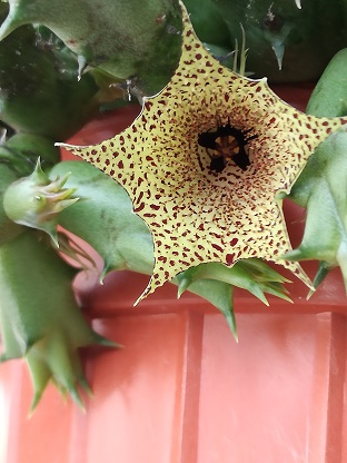 Name:  huernia.jpg
Views: 1100
Size:  67.0 KB