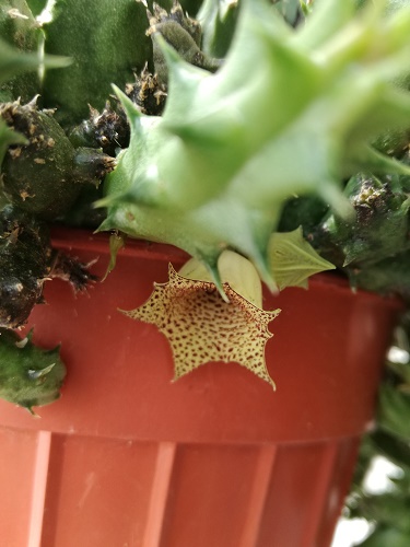 Name:  huernia.jpg
Views: 1377
Size:  66.7 KB