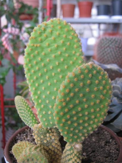 Name:  opuntia.jpg
Views: 1082
Size:  35.3 KB